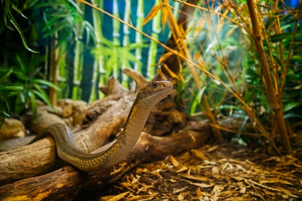 Quels sont les signes d'un environnement de vie adapté pour les reptiles en terrarium?
