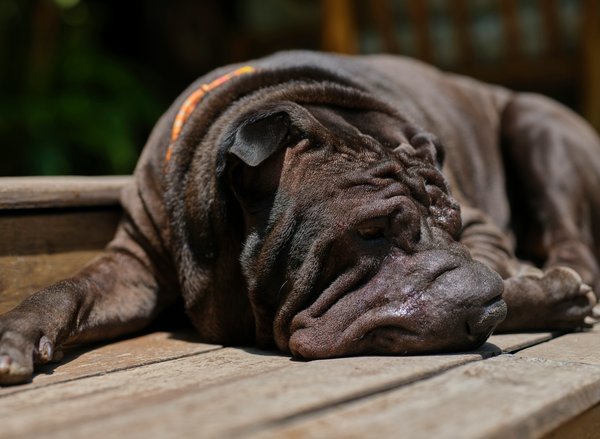 Quelles sont les techniques de relaxation pour un chien de race Shar Pei présentant des signes d'anxiété?