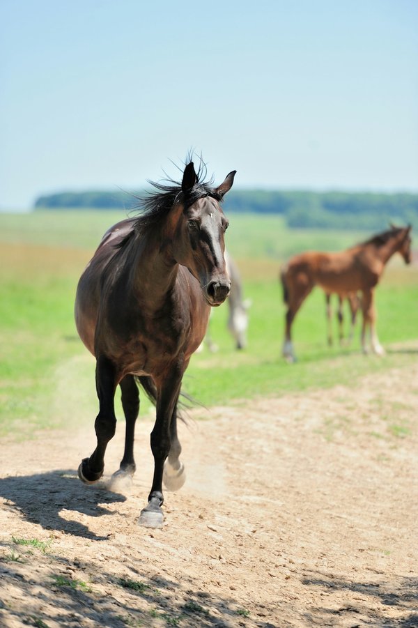 Cheval espérance de vie : ce qu'il faut savoir pour bien les soigner