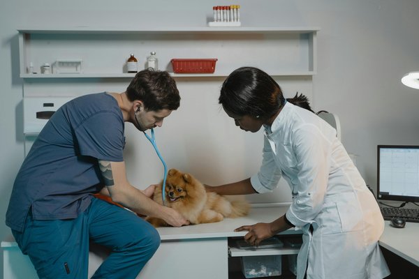 Clinique vétérinaire de garde : soins et prestations d'urgence pour animaux
